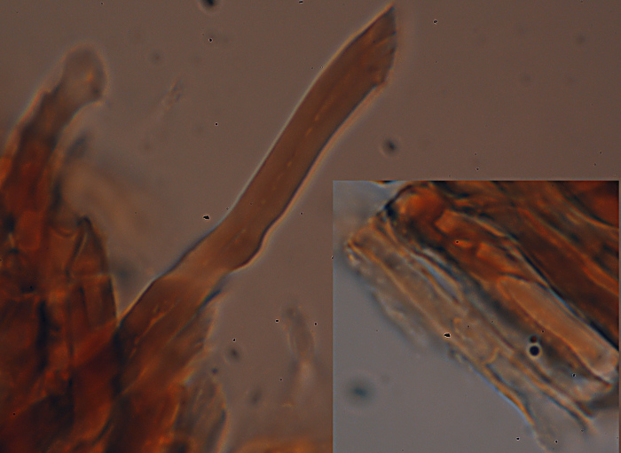 Echinodontium ryvardenii Bernicchia & Piga